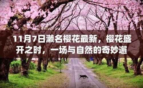 商品分类 第616页