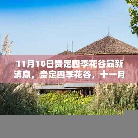 贵定四季花谷11月10日新篇章,绚烂之花绽放之际