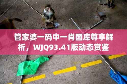 管家婆一码中一肖图库尊享解析,WJQ93.41版动态赏鉴