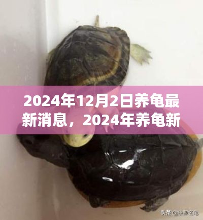 2024年养龟最新消息与技巧全解析,新手养龟指南
