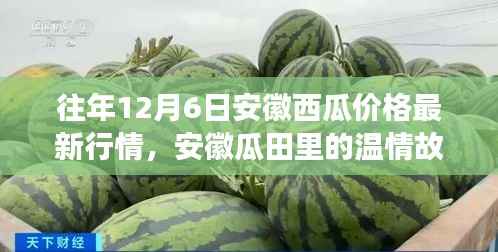 安徽西瓜市场温情故事,友情与季节的交织,瓜田里的日常行情回顾