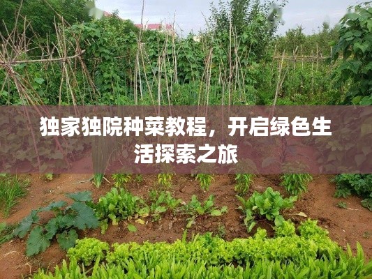 独家独院种菜教程,开启绿色生活探索之旅